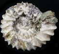 Pavlovia Ammonite Fossil - Siberia #29706-1